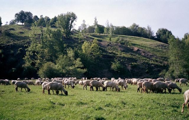 Agricultural landscape